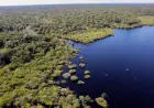 COP30: quarto leilão do Eco Invest terá foco exclusivo na Amazônia