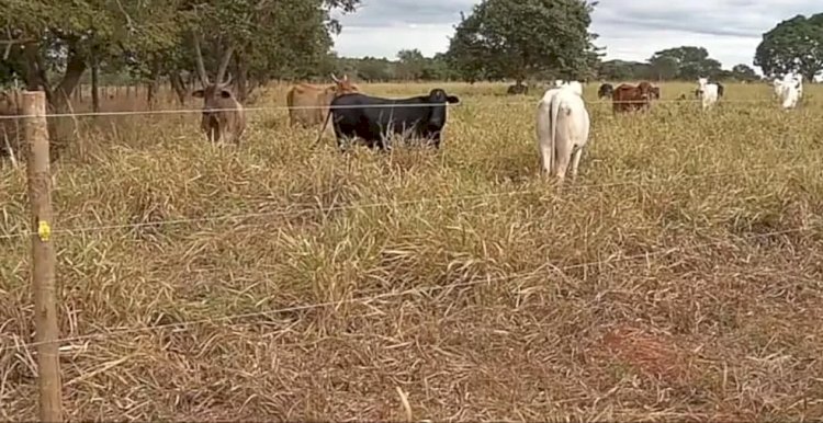 Produtores rurais usam cerca elétrica para dividir piquetes em fazendas e gerar mais economia em MT