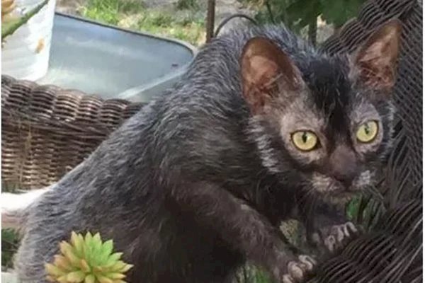 Gato lobisomem? Conheça a excêntrica raça que lembra o ser mitológico