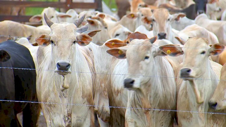 Preço da arroba do boi começa agosto em queda e chega a R$ 258 em Rondônia
