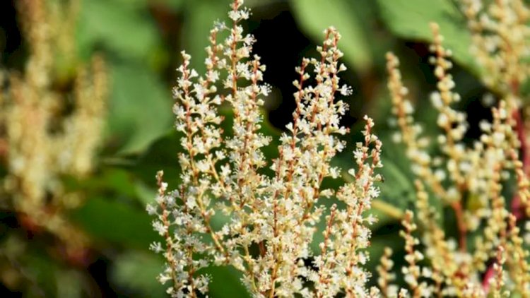 A espécie de planta invasora japonesa 'impossível' de matar