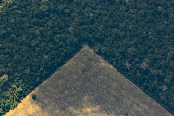 Amazônia: das 100 empresas com as maiores multas ambientais, 44 atuam na região