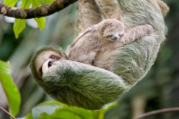 Estudo descobre antibiótico natural no pelo do bicho-preguiça