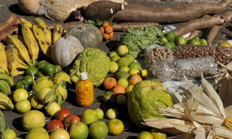 Programa estimulará produção sustentável de alimentos em áreas urbanas