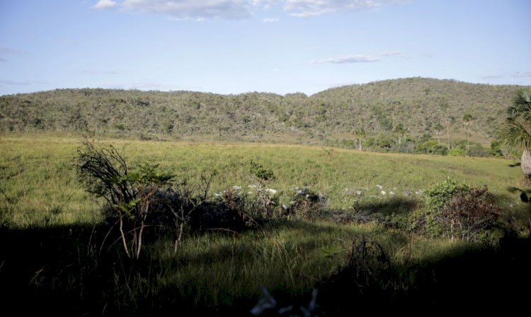 Campeãs em desmatamento, terras privadas têm 62% do Cerrado nativo