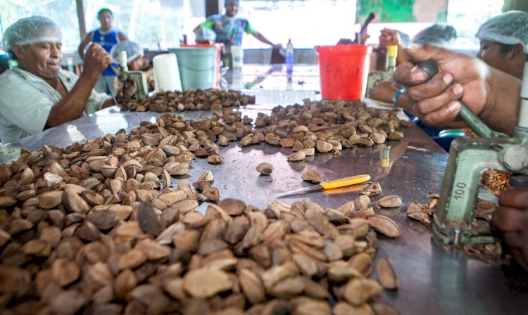 Governo estuda modelo de desenvolvimento pela sociobioeconomia