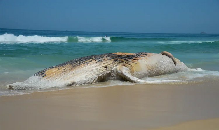 ICMBio lança guia de eutanásia em mamíferos aquáticos encalhados