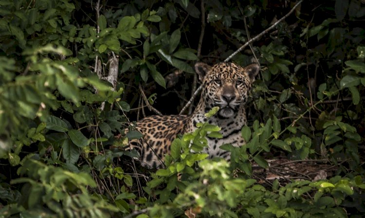 Pesquisadores testam IA para evitar mortes de animais em rodovias