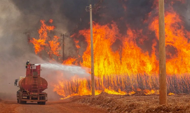 Mais de 80% dos focos de calor em SP estão em áreas de agropecuária