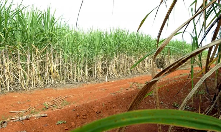 “Super enzima” de bactéria pode transformar resíduos em biocombustível