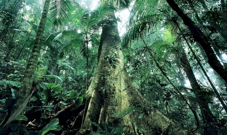 Justiça prolonga uso da Força Nacional em ações de proteção ambiental