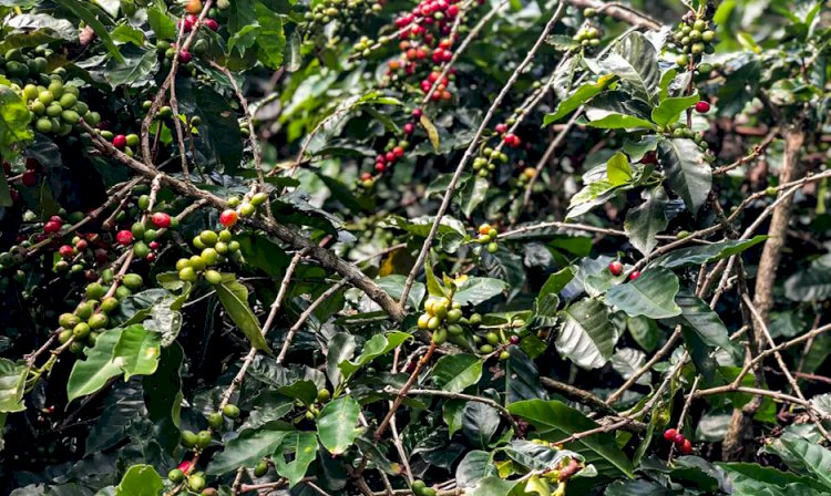 Safra de café deve crescer 2,7?hegar a 56 milhões de sacas em 2025