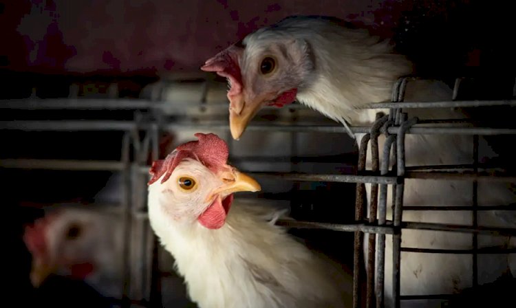 Teste descarta gripe aviária em trabalhador de Montenegro no RS