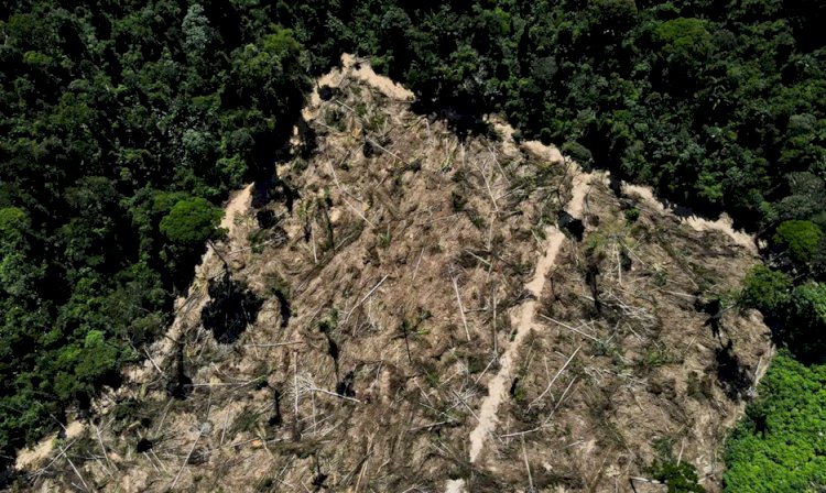 Florestas públicas não destinadas são ameaçadas por crimes ambientais